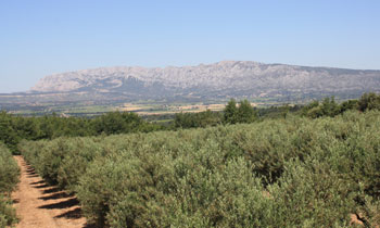 Domaine oléicole de Saint Hubert