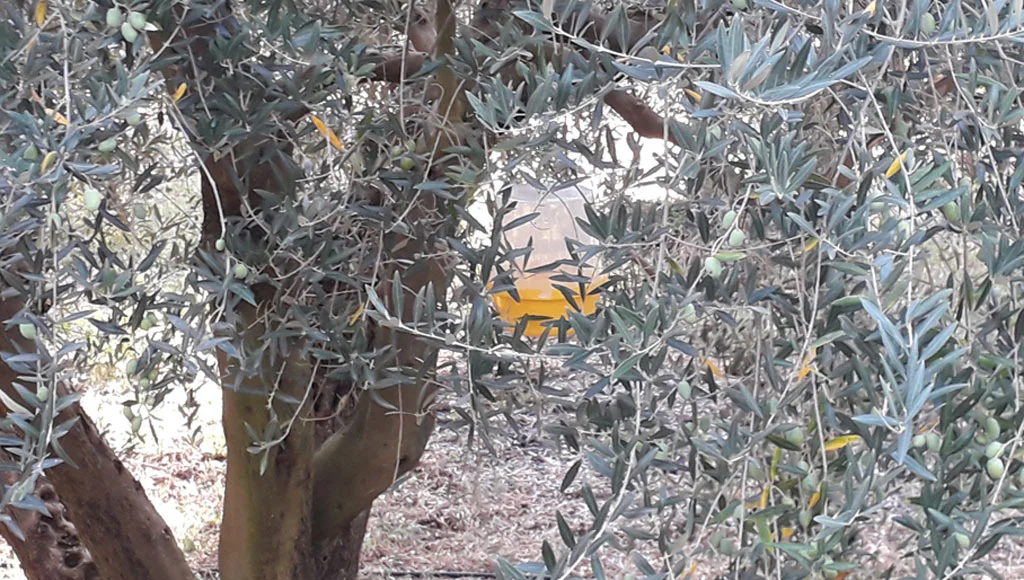 De Juillet à Octobre, Réseau de mesures des niveaux d'attaques de la mouche de l'olive.